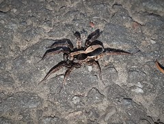 Venatrix pseudospeciosa