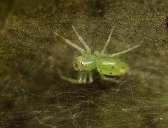 Lyssomanes pauper