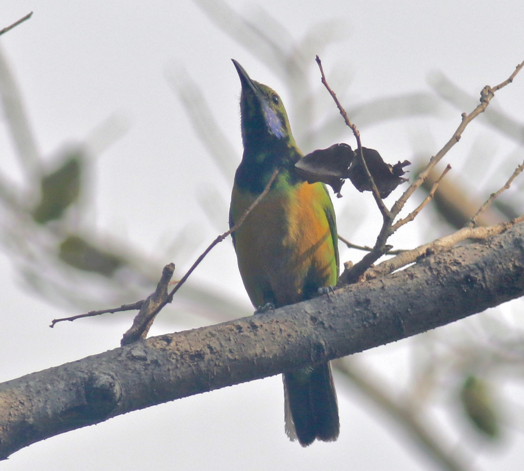 Orange-bellied Leafbird