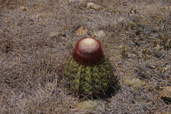Melocactus curvispinus koolwijkianus