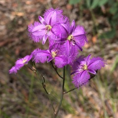 Thysanotus tuberosus tuberosus