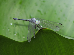 Micrathyria schumanni