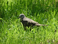 Columbina inca