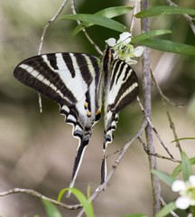 Protographium leosthenes
