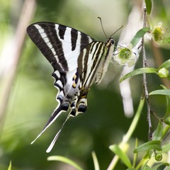Protographium leosthenes