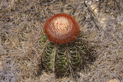 Melocactus curvispinus koolwijkianus