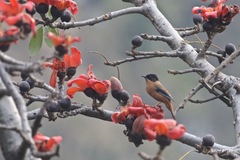 Heterophasia capistrata