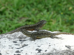 Sceloporus grammicus