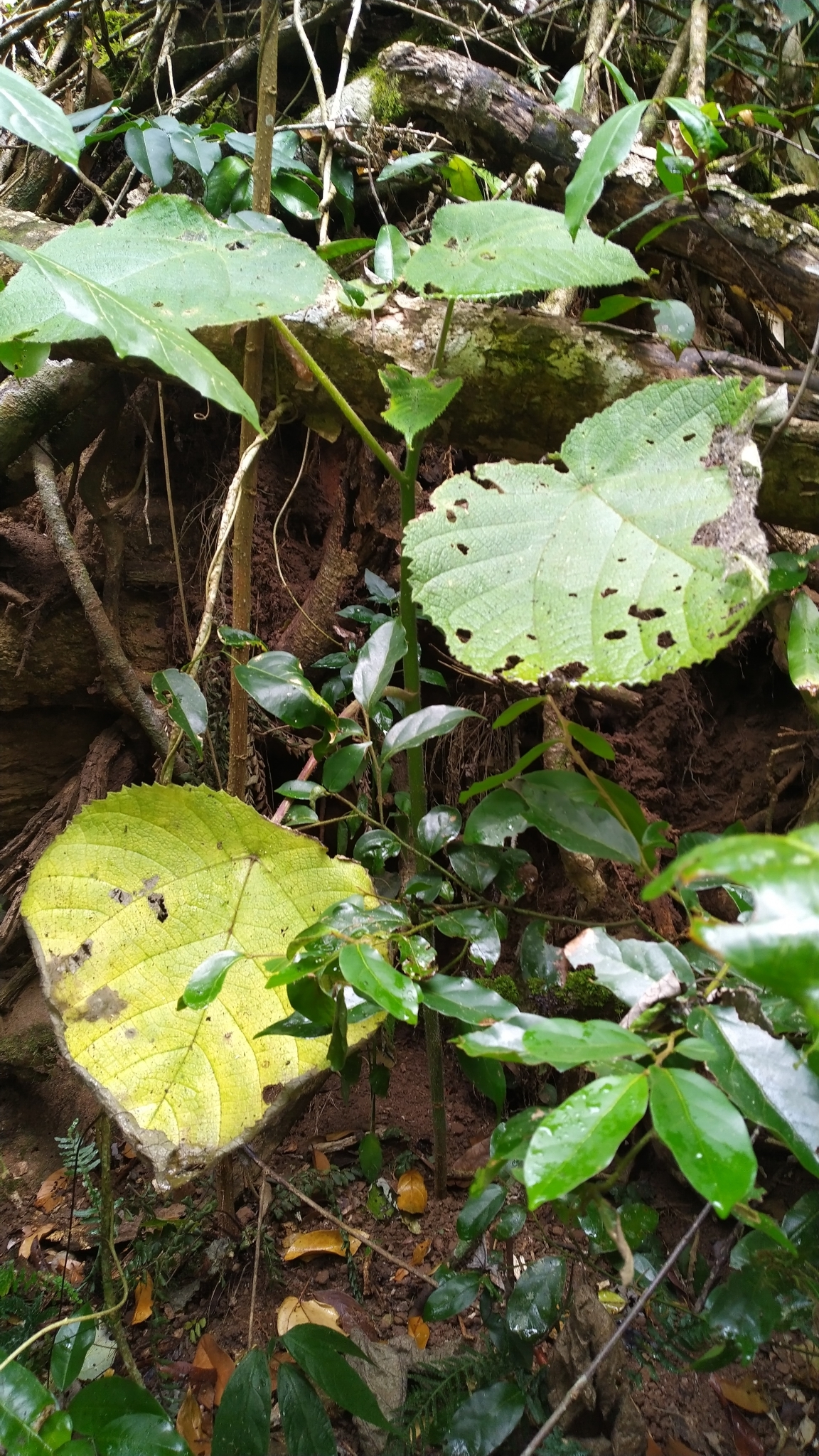 Dendrocnide moroides