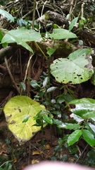 Dendrocnide moroides