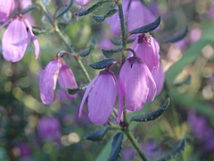 Tetratheca pilosa