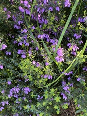 Tetratheca pilosa