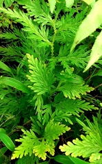 Selaginella delicatula