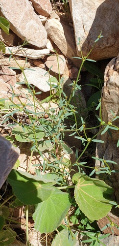Euphorbia tannensis