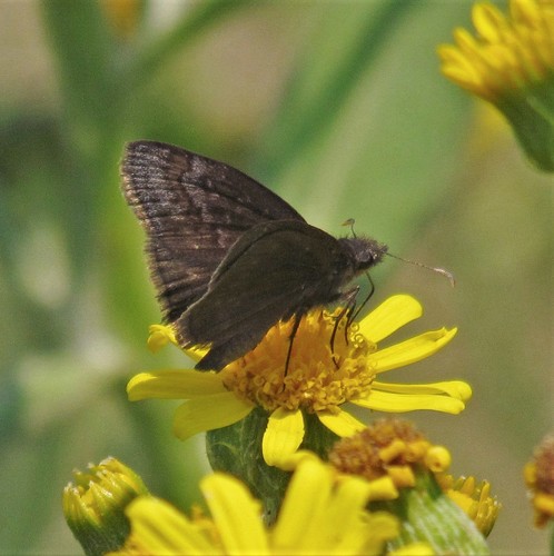 Gesta austerus