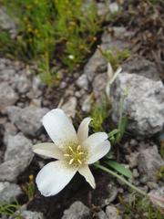Calochortus exilis