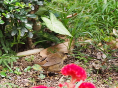 Helopsaltes ochotensis