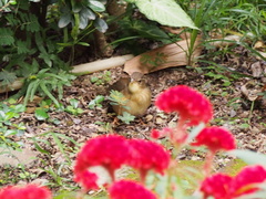 Helopsaltes ochotensis