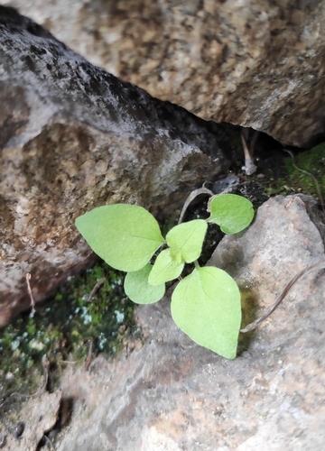 Parietaria micrantha iNat (2)