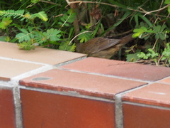 Helopsaltes ochotensis