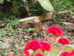 Helopsaltes ochotensis