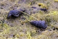 Cerithideopsis californica