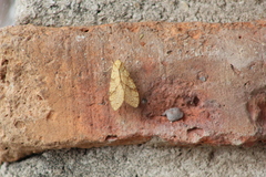 Lophocampa annulosa