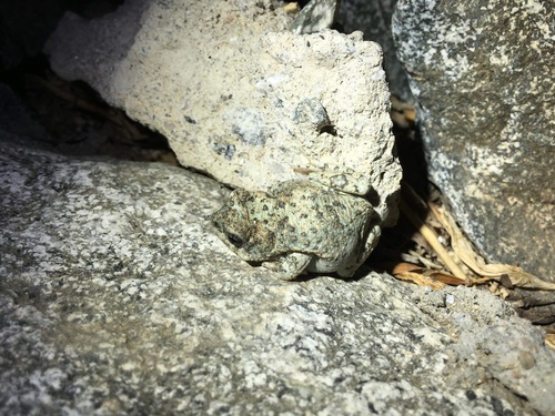 iNaturalist observation photo of Red-spotted Toad