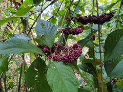 Callicarpa acuminata