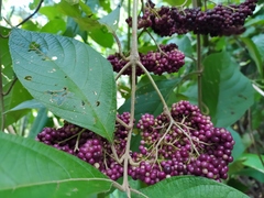 Callicarpa acuminata