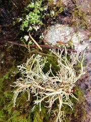 Sphaerophorus globosus