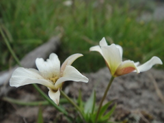 Calochortus exilis