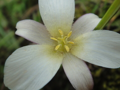Calochortus exilis
