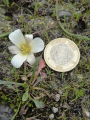 Calochortus exilis