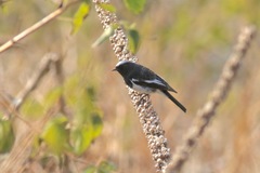Phoenicurus coeruleocephala