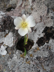 Calochortus exilis