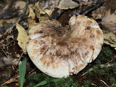Phellodon violascens