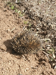 Tachyglossus aculeatus acanthion