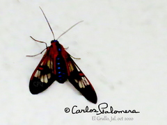 Cosmosoma cingulatum