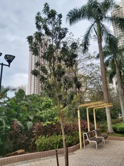 Xanthostemon chrysanthus