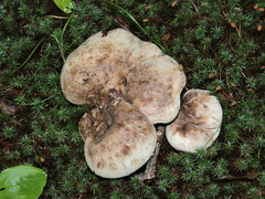 Phellodon violascens