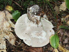 Phellodon violascens