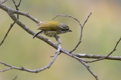 Picumnus innominatus