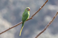 Psittacula himalayana