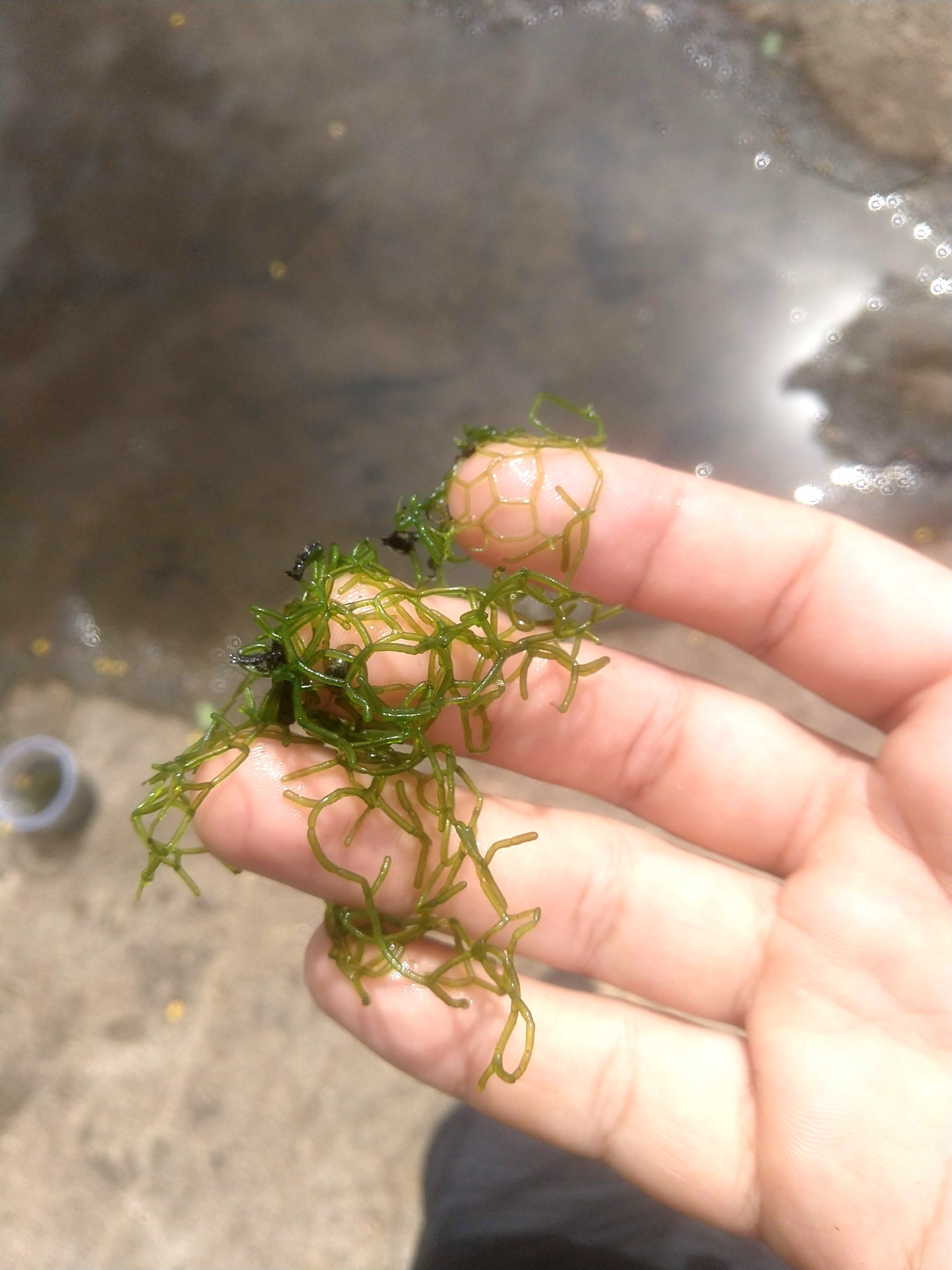 Hydrodictyon pataeniformis