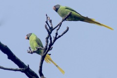 Psittacula himalayana