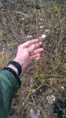 Eragrostis trichodes