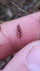 Eragrostis trichodes