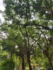 Ficus microcarpa
