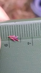 Eragrostis trichodes